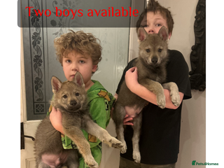 Saarloos Wolfdog dogs READY NOW Czechoslovakian wolfdog - Advert 2