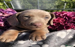 Miniature Dachshund dogs for sale: Miniature Dachshund (Isabella Tan line) - Image 13