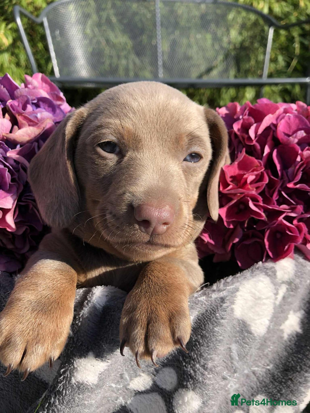 Miniature Dachshund dogs for sale: Miniature Dachshund (Isabella Tan line) - Image 13