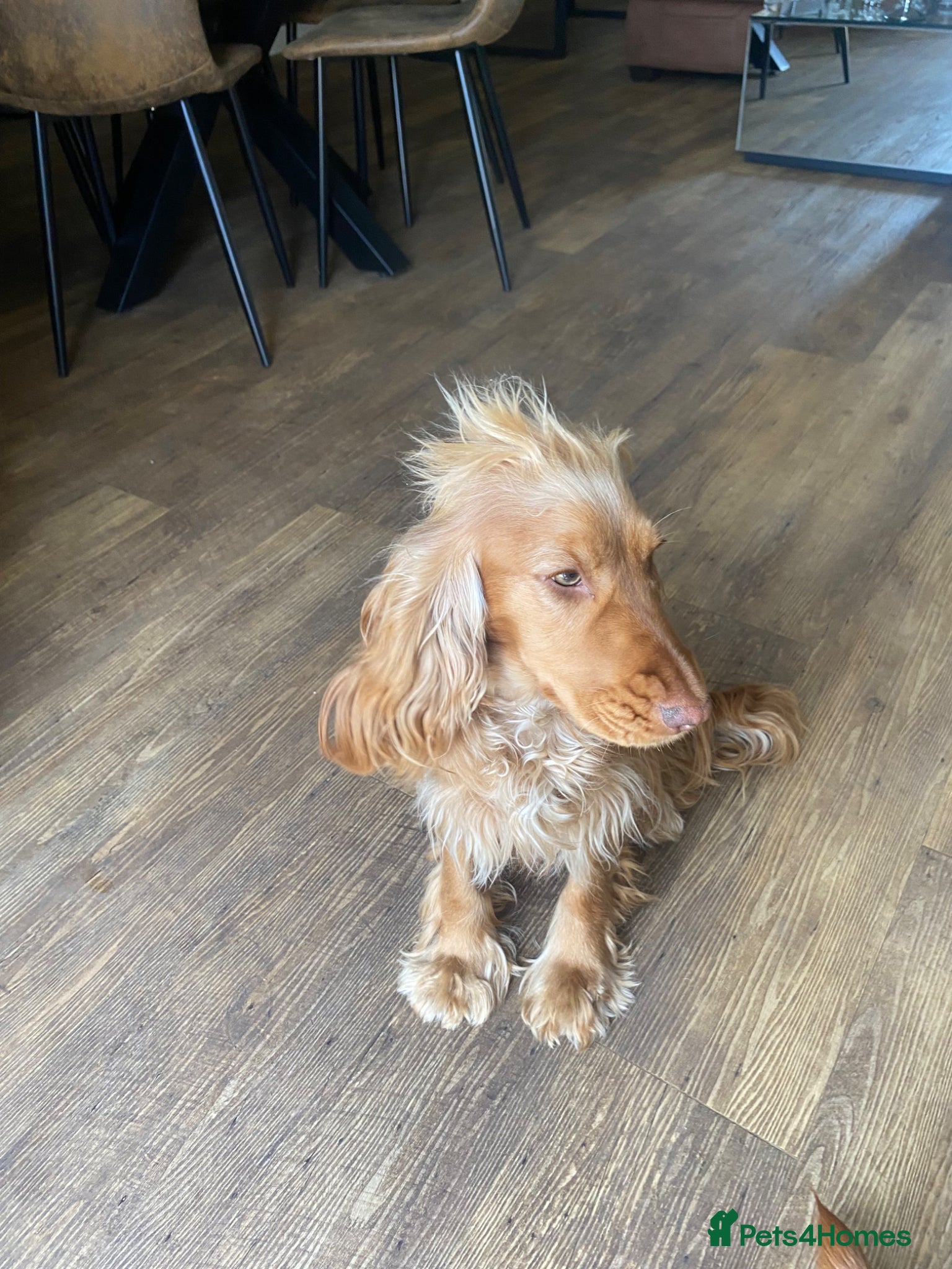 Cocker Spaniel dogs Cocker spaniel  - Advert 2