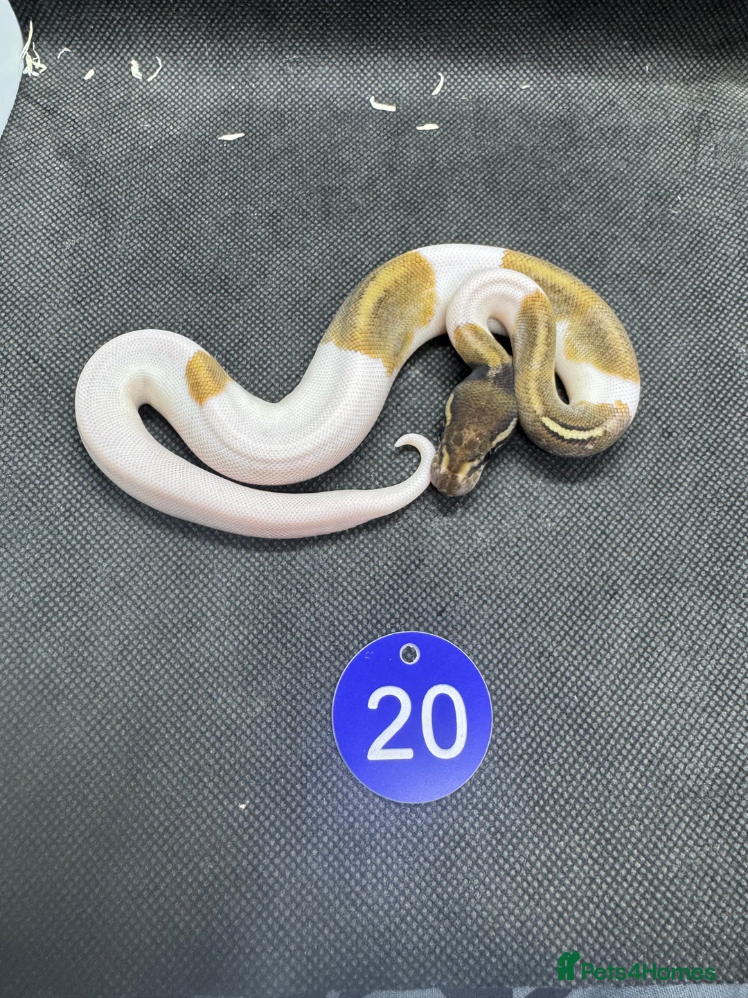 Python Snake reptiles for sale: Royal pythons from £30 - Image 6