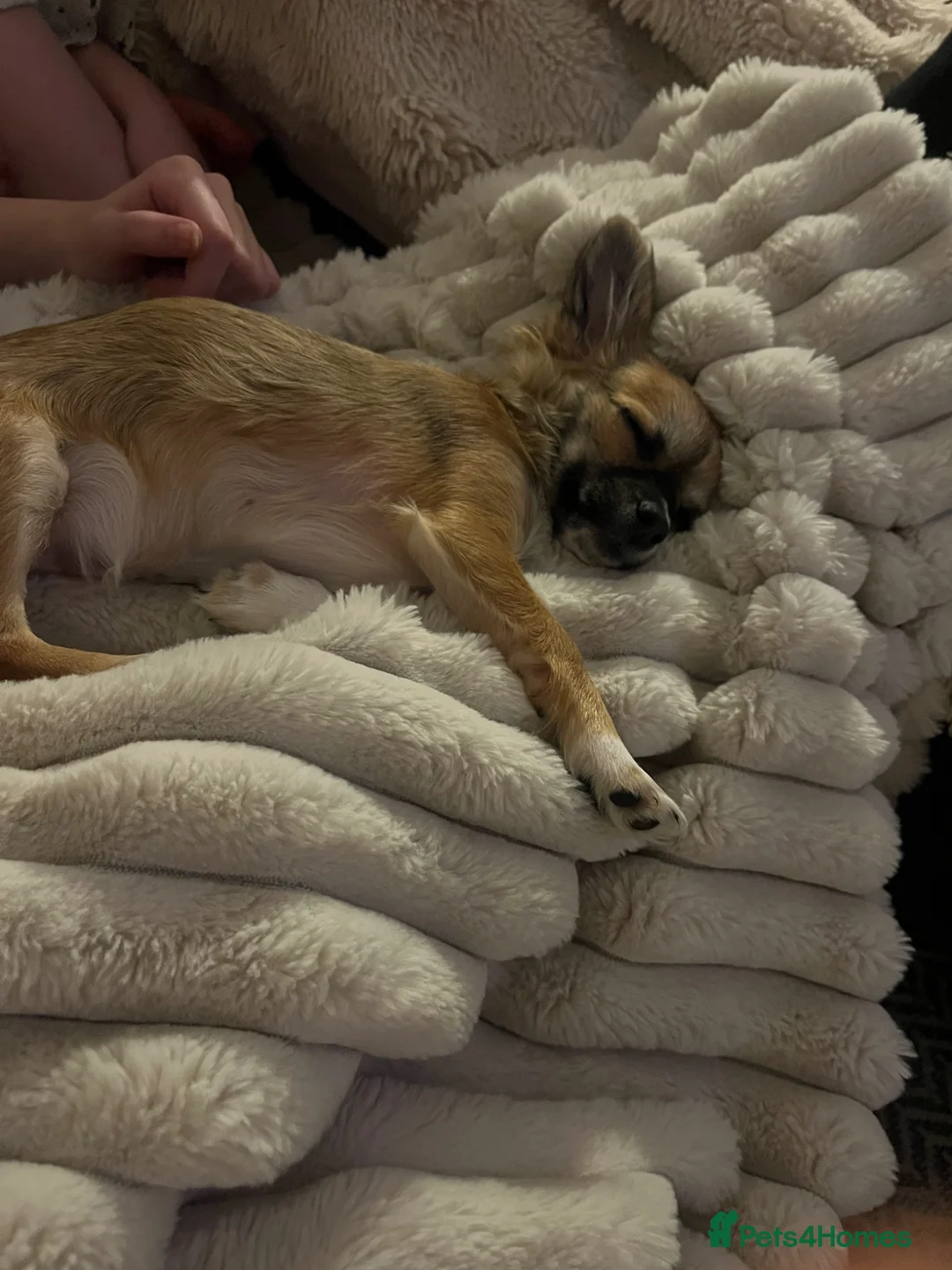 Pomchi dogs for sale: 18 week old female Pomchi  in Gloucester - Advert 2