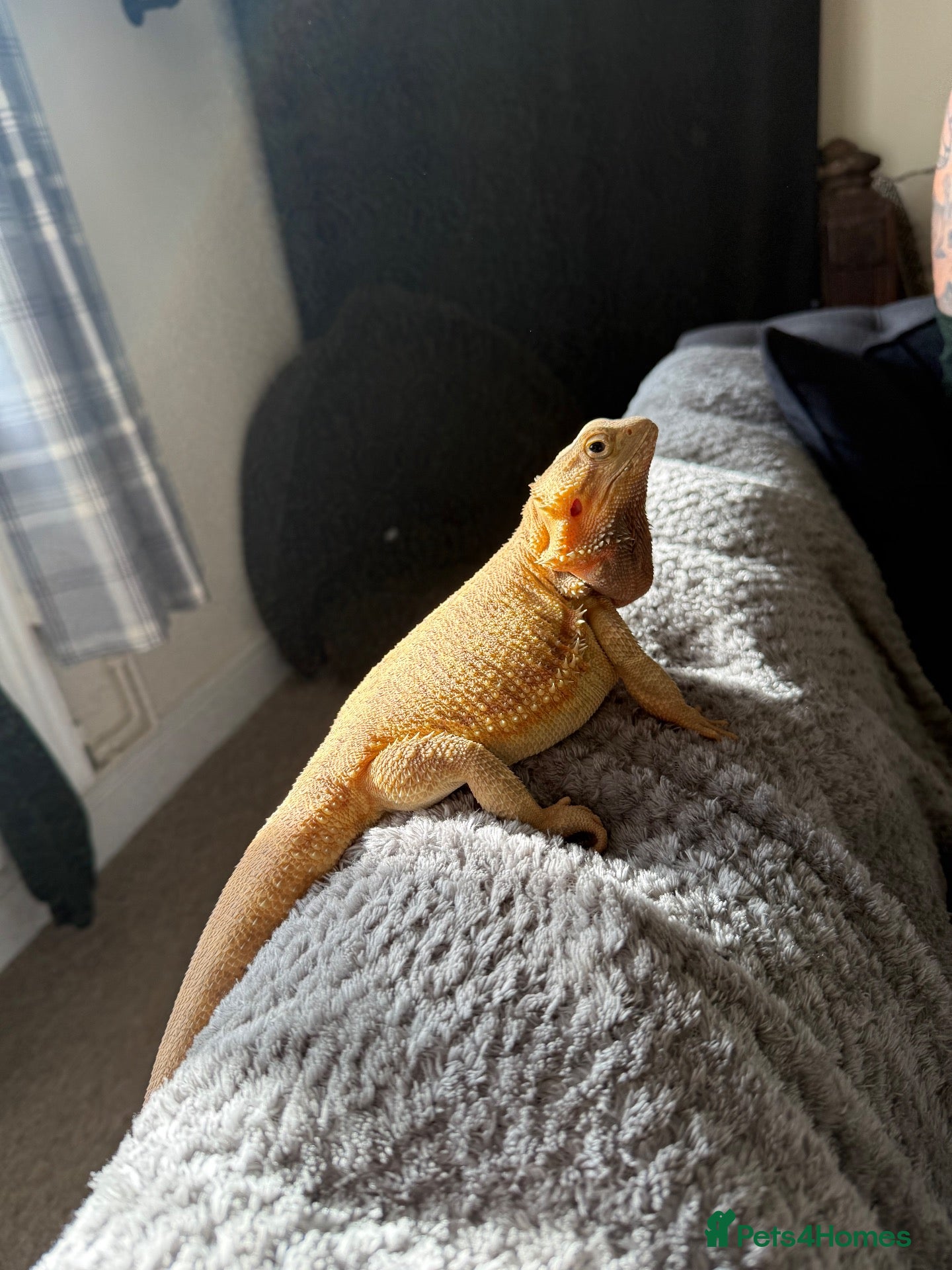 Bearded Dragon reptiles Beaded dragon - Advert 1