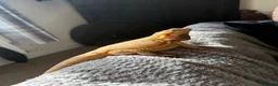 Bearded Dragon reptiles for sale: Beaded dragon in Peterborough - Advert 1