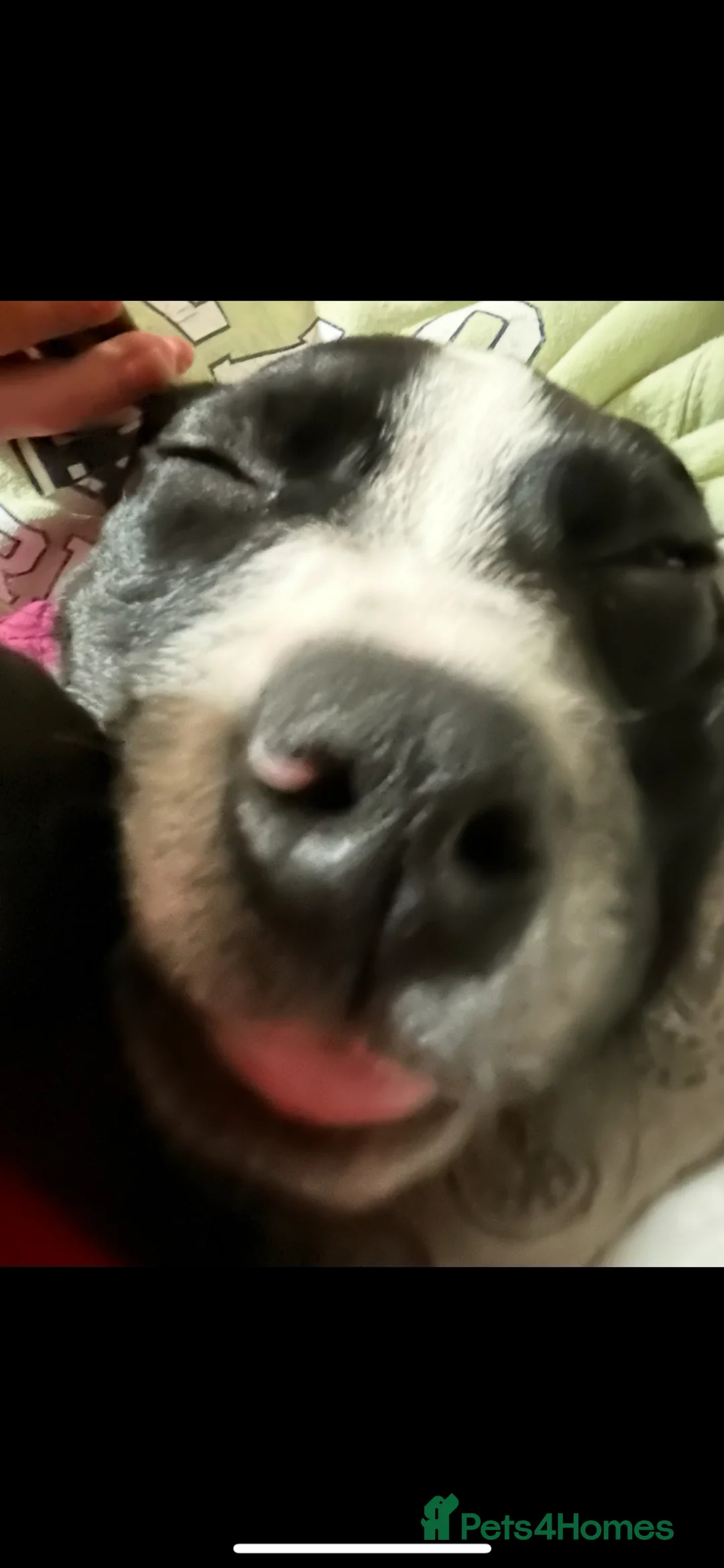 Mixed Breed dogs for sale: Baby bing in Hereford - Advert 4