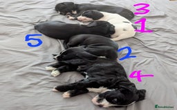 Mixed Breed dogs for sale: Cocker Jack Puppies - Image 2