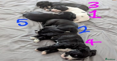Mixed Breed dogs - Advert 16
