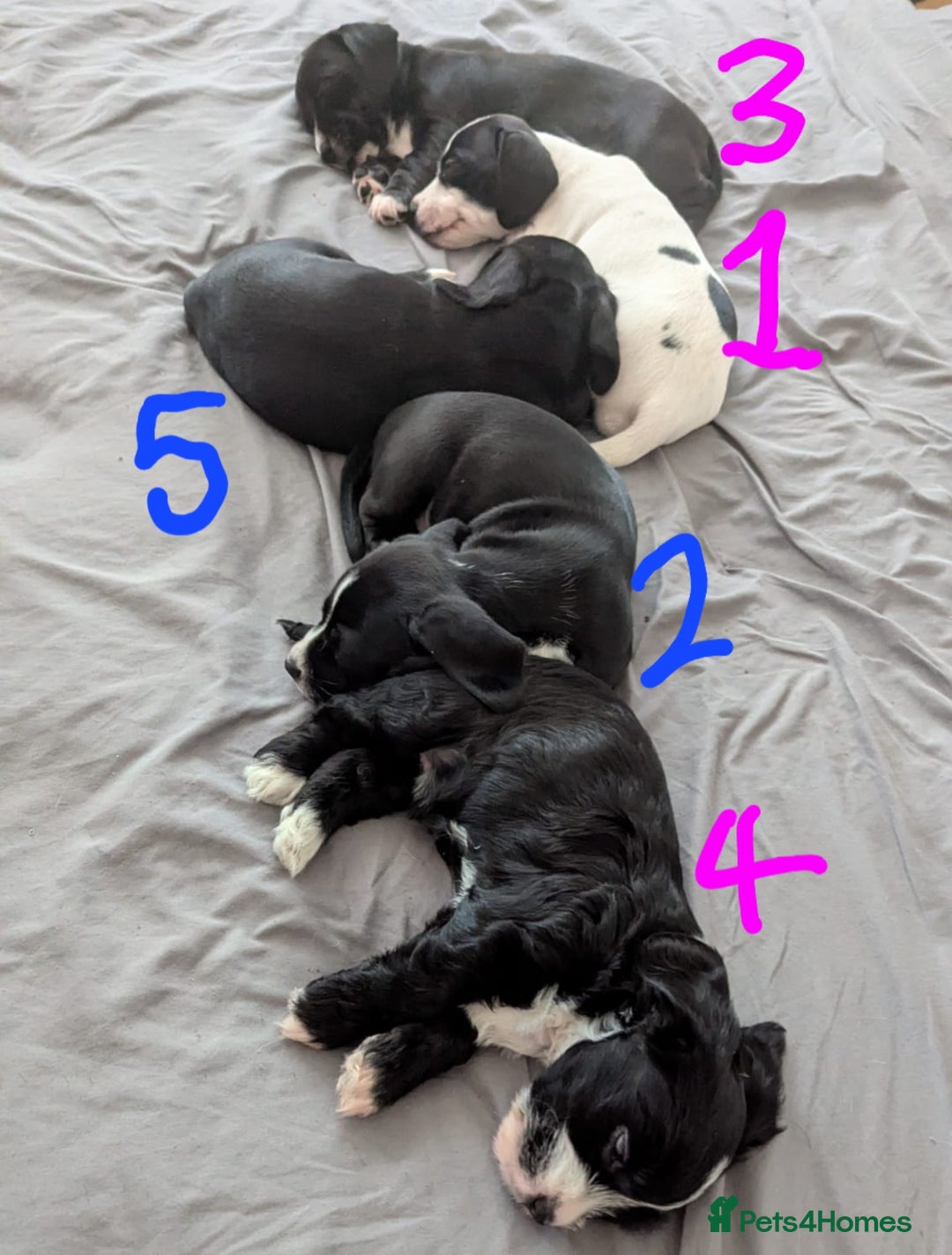 Mixed Breed dogs for sale: Cocker Jack Puppies - Image 2