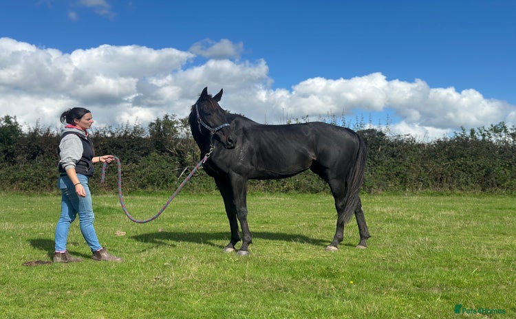 English Thoroughbred horses - Advert 1