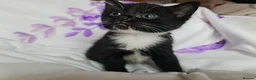 Mixed Breed cats for sale: Adorable & Playful Kittens Raised with Kids  - Advert 20