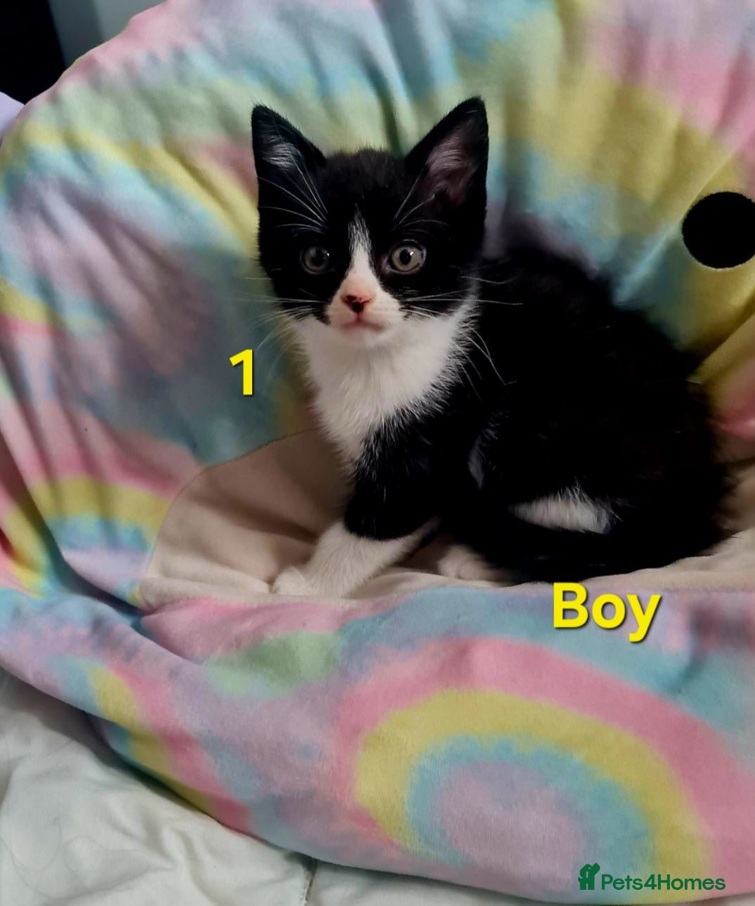 Mixed Breed cats Kitten  - Advert 2