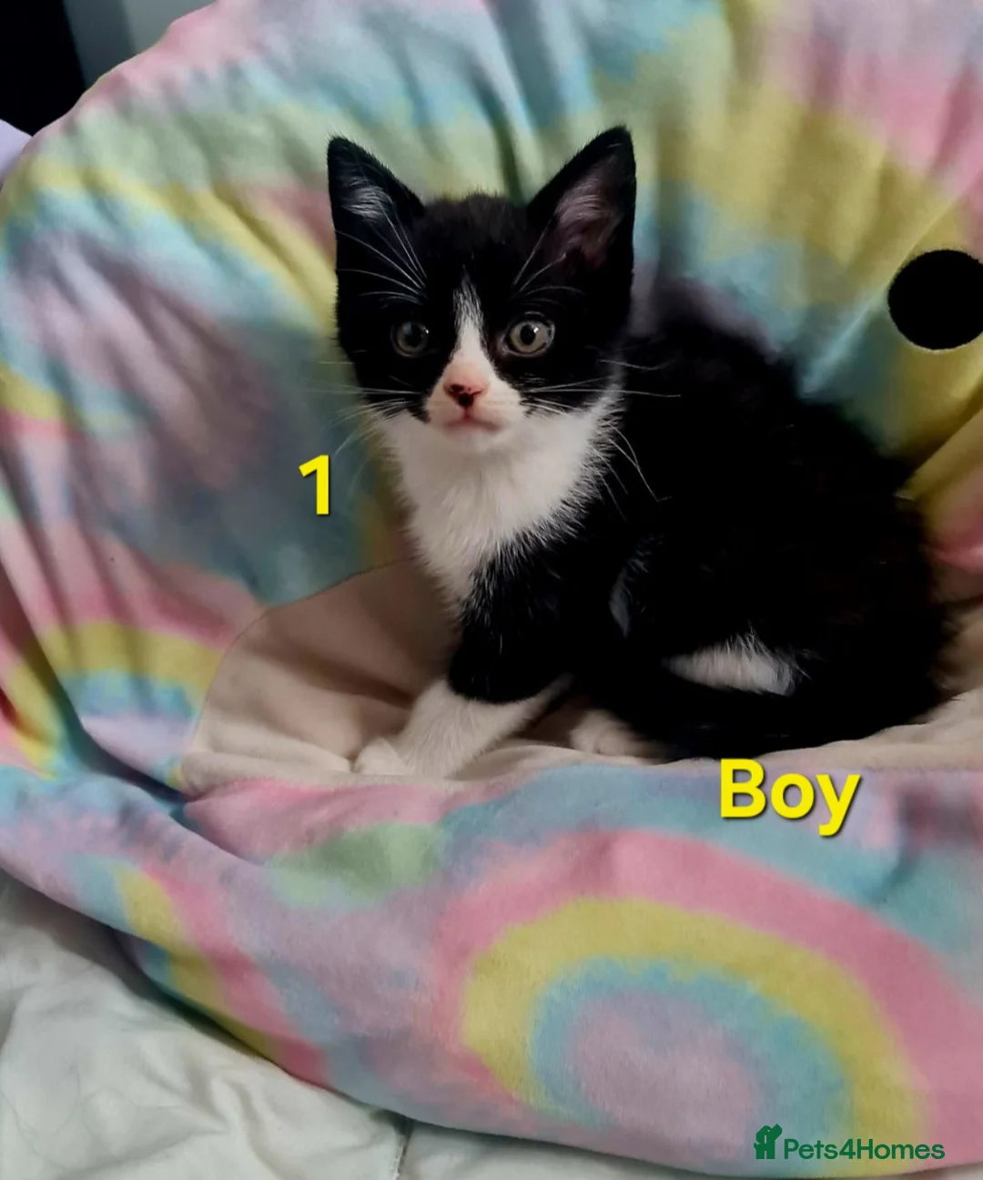 Mixed Breed cats for sale: Kitten  - Advert 1