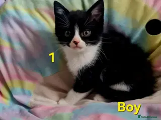 Mixed Breed cats Kitten - Advert 17