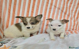 Jack Russell dogs for sale: Miniature jack Russell puppies  - Advert 9