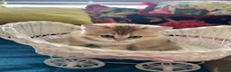 Scottish Fold cats for sale:  Kittens Ready for Their Forever Homes - Advert 2