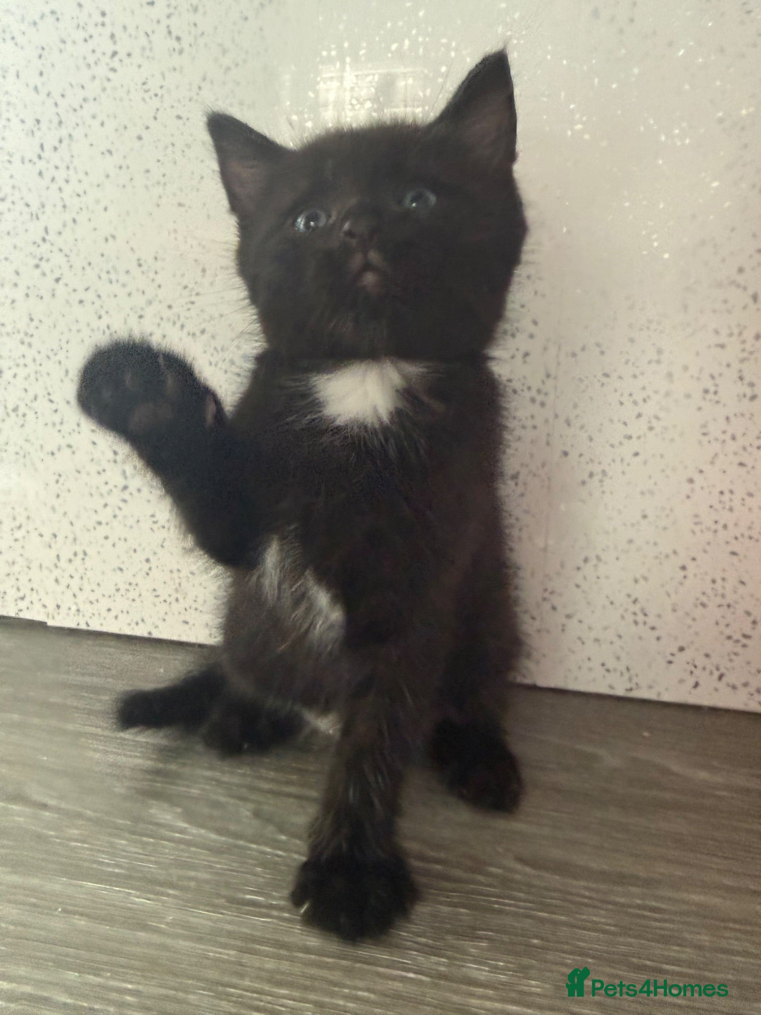 Mixed Breed cats Beautiful baby  - Advert 11