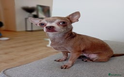 Chihuahua dogs for sale: Looking for a Loving Home for Two Adorable Chi's💕 - Image 3