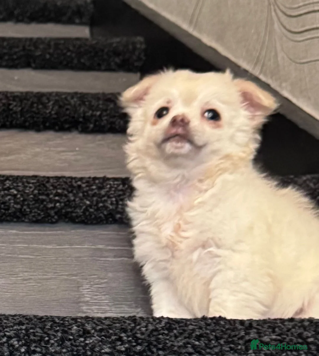 Chihuahua dogs for sale: Chihuahua  - Advert 2