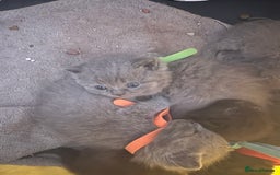 British Shorthair cats for sale: British Shorthair kittens  - Image 7
