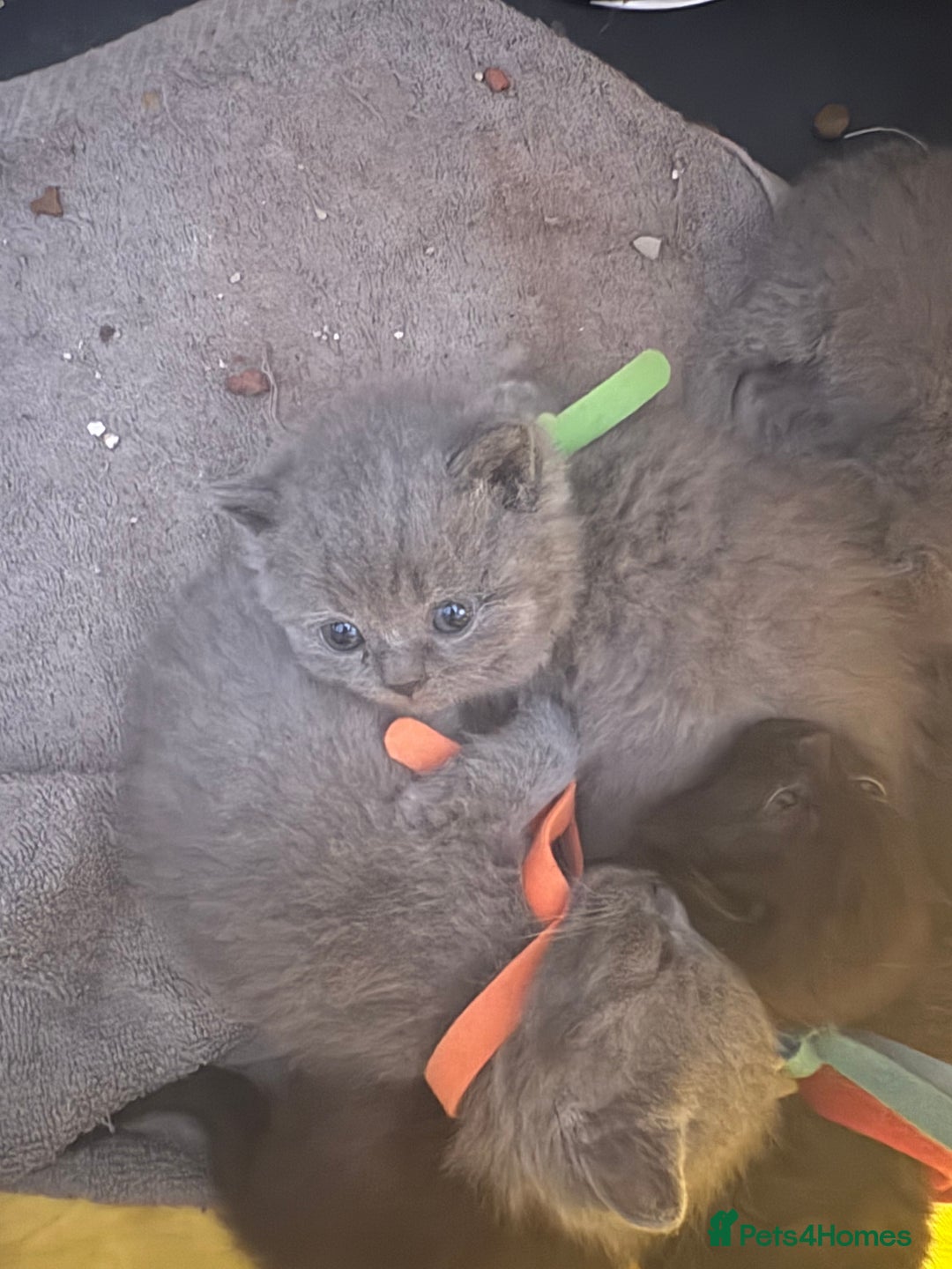 British Shorthair cats for sale: British Shorthair kittens  - Image 7