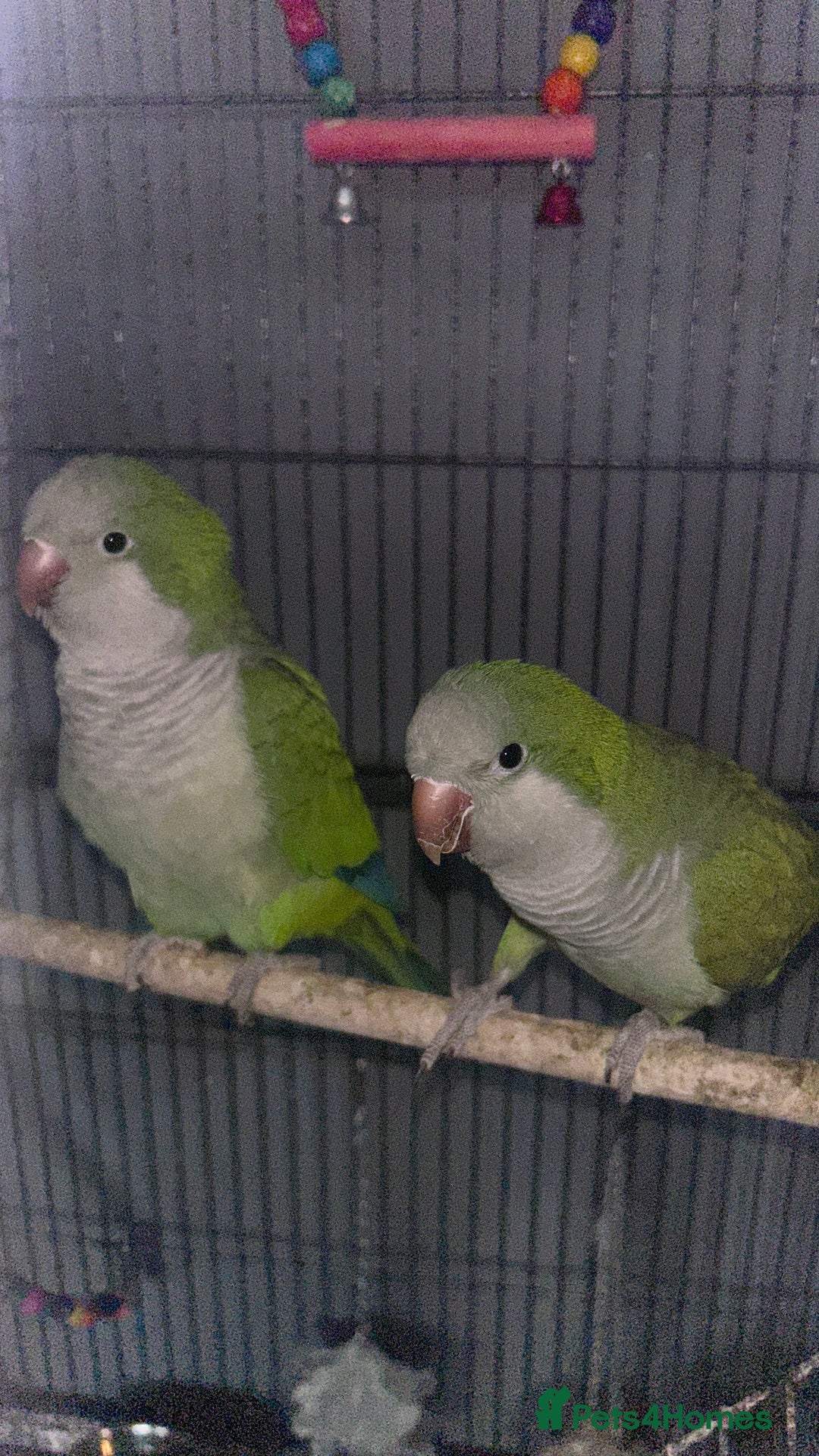 Parakeets birds for sale: Quaker parrots  - Advert 2