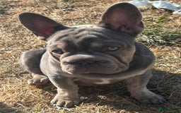 French Bulldog dogs for sale: Isabella wrapped in cream, fluffy carrier - Image 27