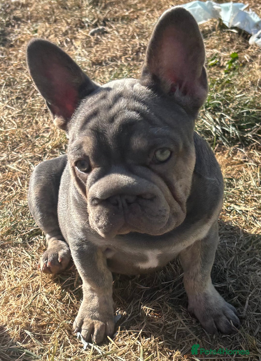 French Bulldog dogs for sale: Isabella wrapped in cream, fluffy carrier - Image 27