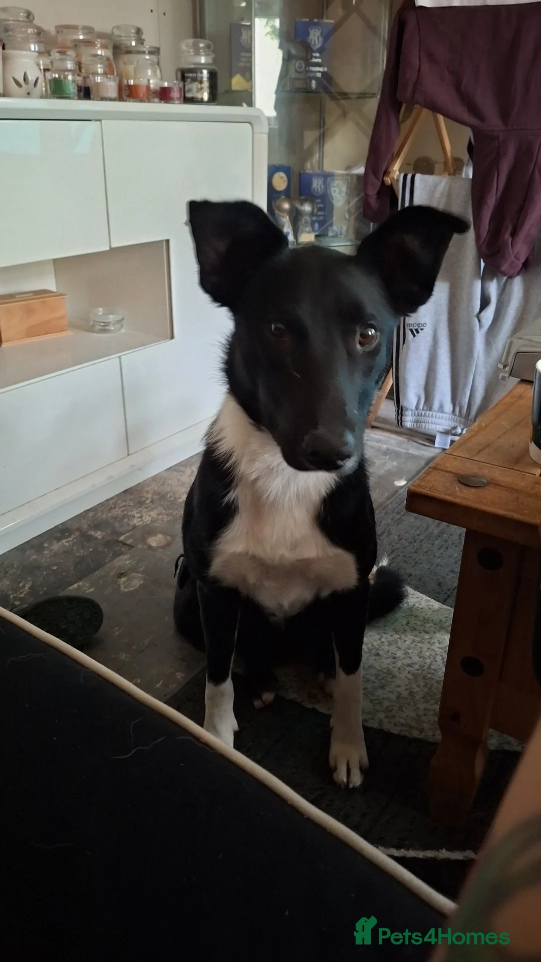 Border Collie dogs for sale: Male border collie  in Hull - Advert 1
