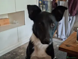 Border Collie dogs Male border collie in Hull - Advert 10