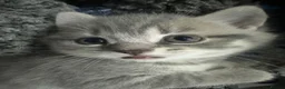 British Shorthair cats for sale: Adorable 2MonthOld Kittens Looking for LovingHomes - Advert 14
