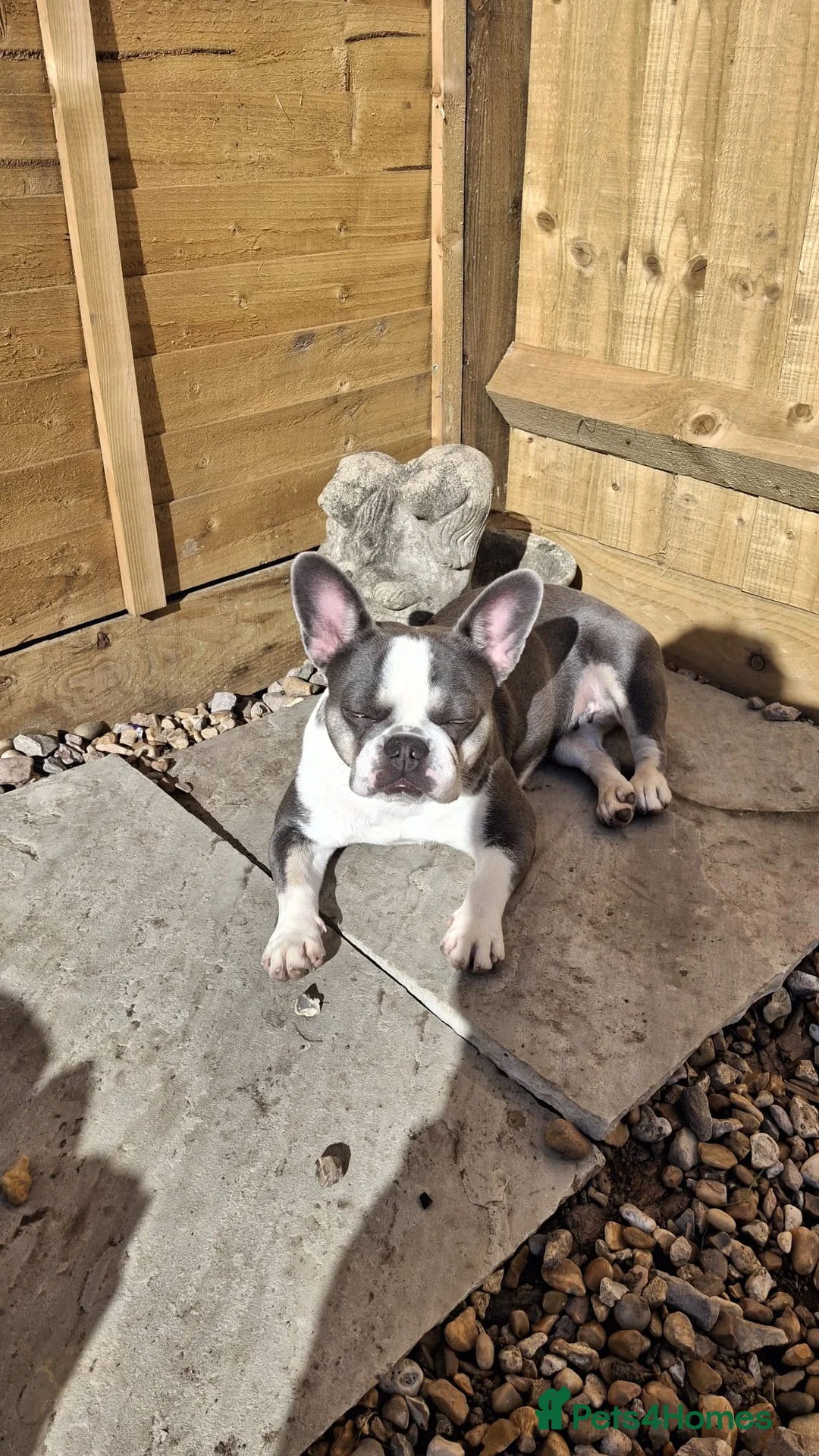 French Bulldog dogs for sale: Female french bulldog - Advert 1