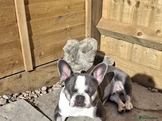 French Bulldog dogs Female french bulldog - Advert 1