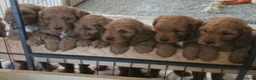 Cockapoo dogs for sale: Stunning f1 fox red cockapoos  - Advert 1