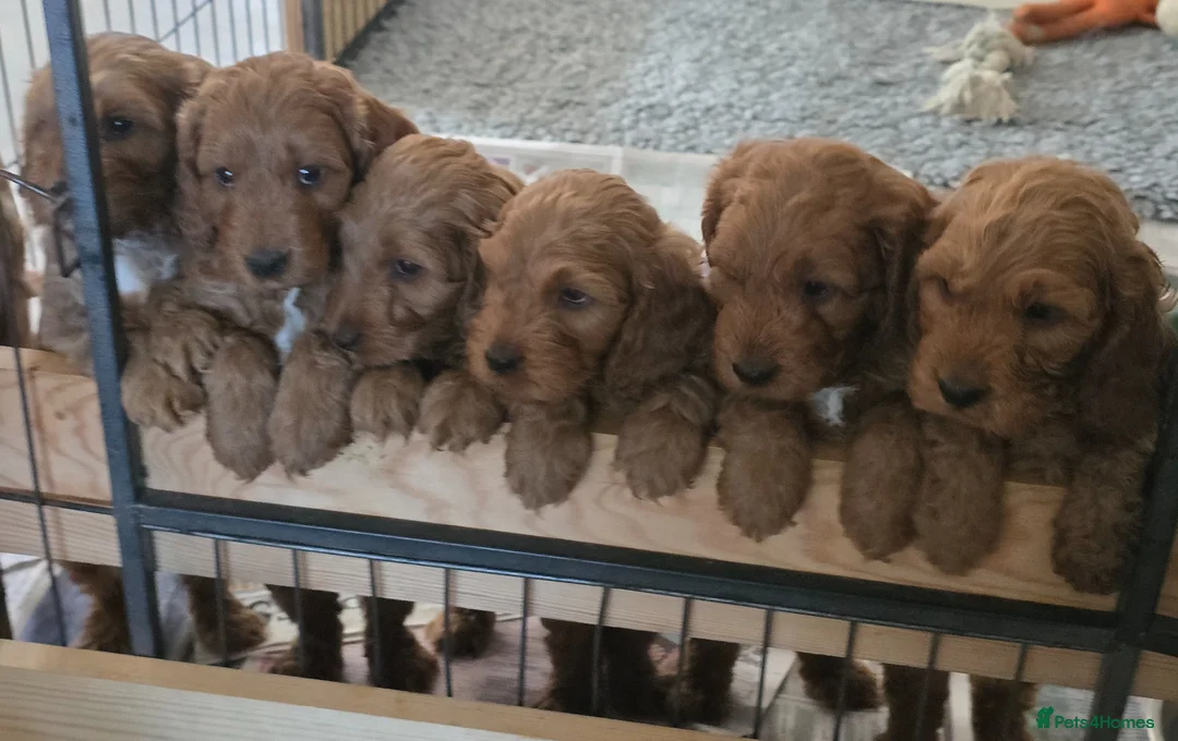 Cockapoo dogs for sale: Stunning f1 fox red cockapoos  - Advert 1