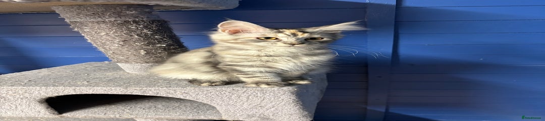 Maine Coon Kitten 4