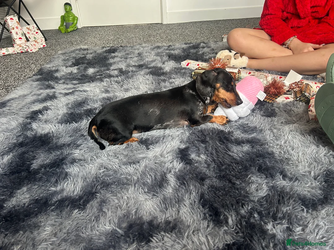 Miniature Dachshund dogs for sale: Miniature dachshund - Advert 4