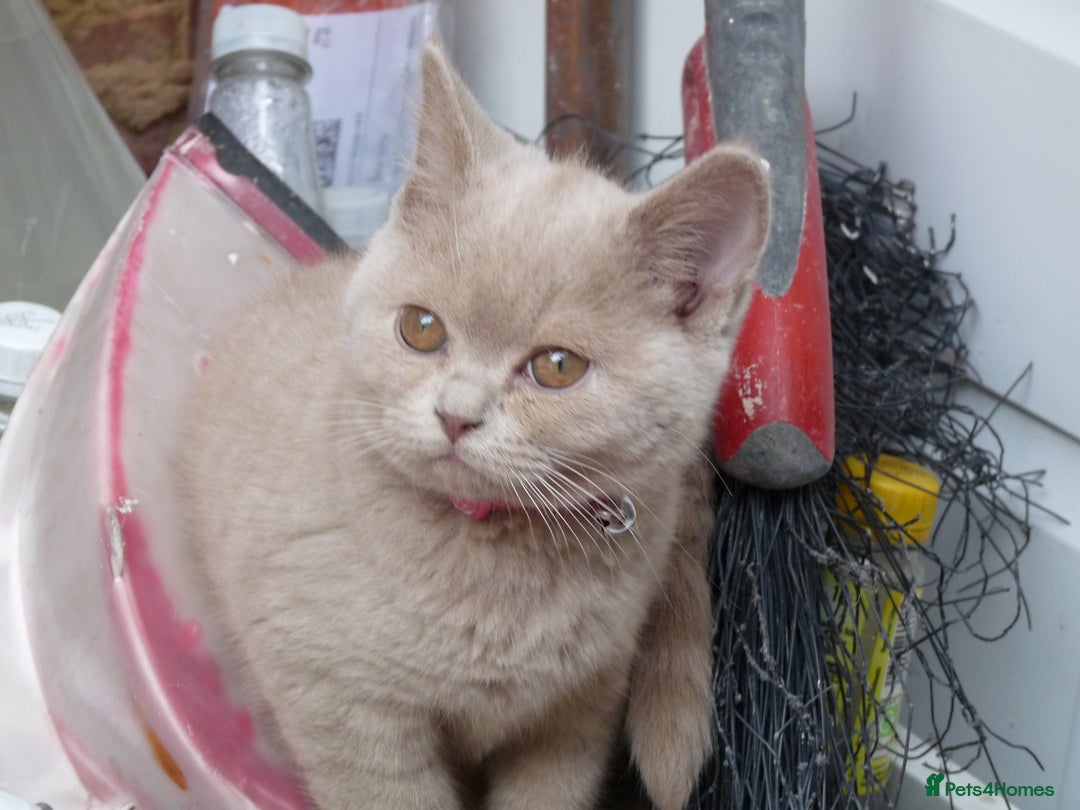 British Shorthair cats for sale: britsh short hair kittens  in Orpington - Image 14