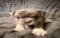 Mixed Breed dogs for sale: Frenchie cross puppy’s (80% frenchie) - Advert 16