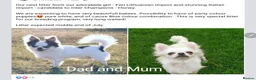 Chihuahua dogs for sale: 6 year old KC Russian Chihuahua For Sale, Fife ,  in Dunfermline - Advert 10