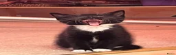 Mixed Breed cats for sale: 🐾 4 Male Kittens Looking for Loving Homes 🐾  - Advert 19