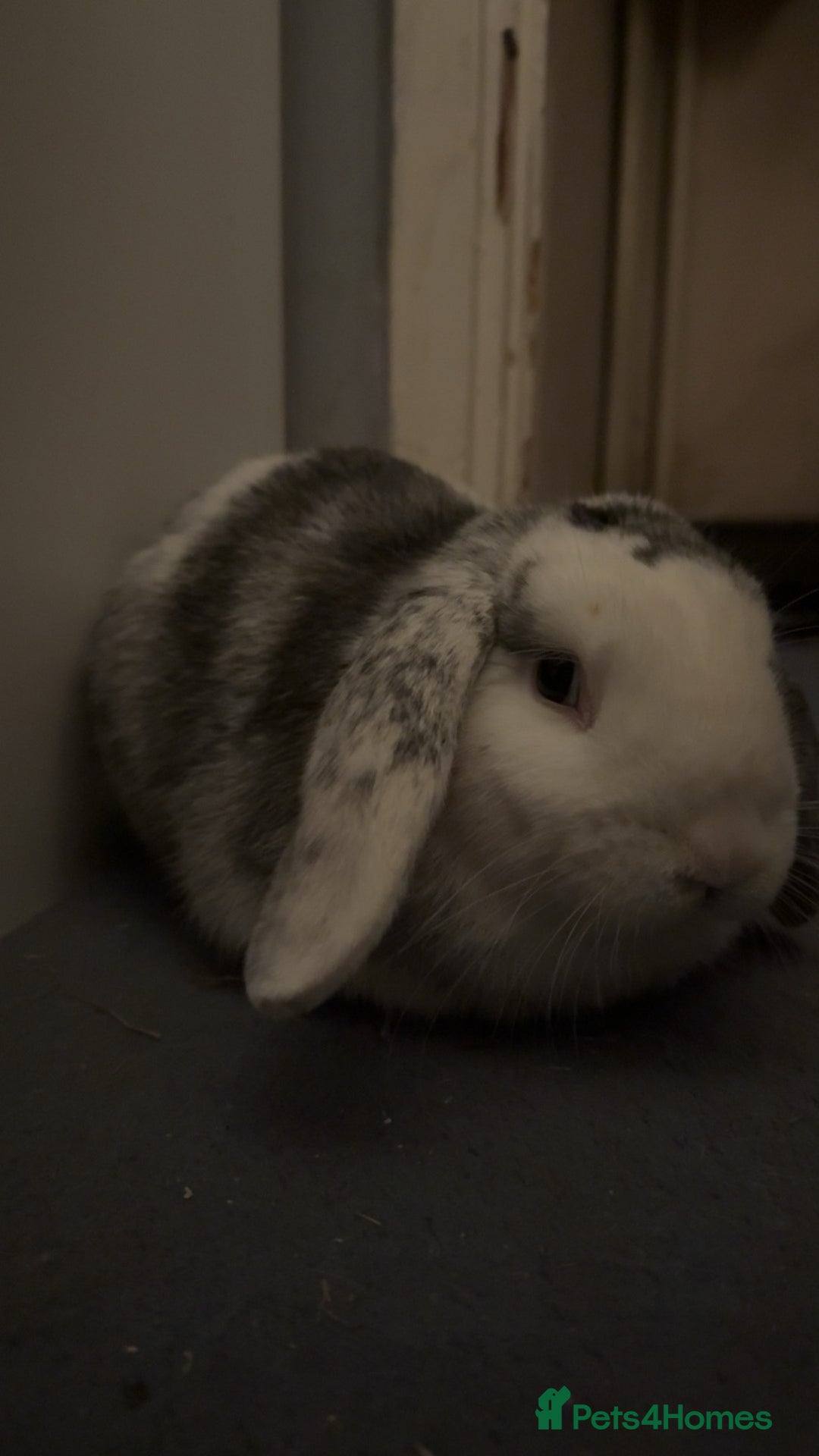 English Lop rabbits for sale: Cute Playful Baby bunny  - Advert 3