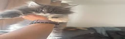 Maine Coon cats for sale: Rare beautiful reds, creams and blue Maine Coons - Advert 5