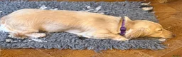 Miniature Dachshund dogs for sale: Two year old beautiful kc registered cream girl - Advert 10