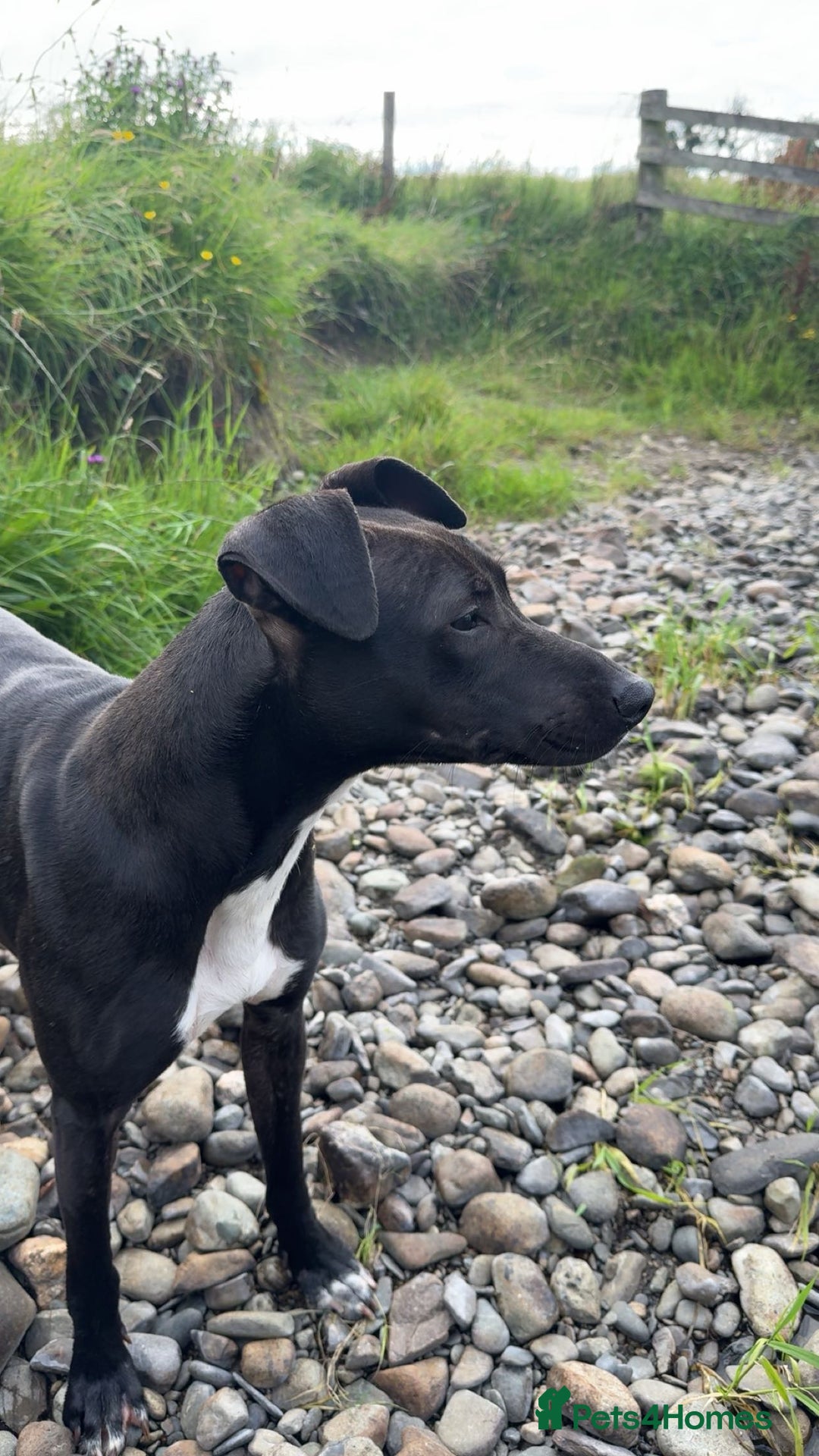Mixed Breed dogs for sale: lurcher pup - Image 2