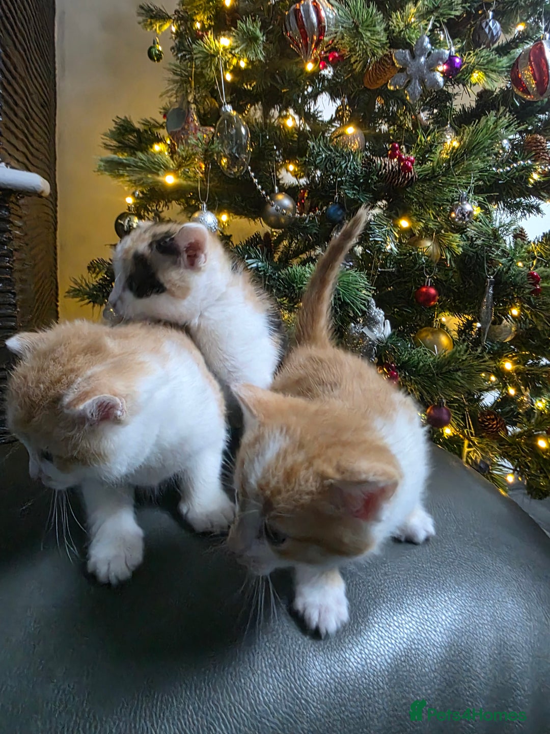 Mixed Breed cats for sale: Beautifull Kittens ready to go  - Advert 25