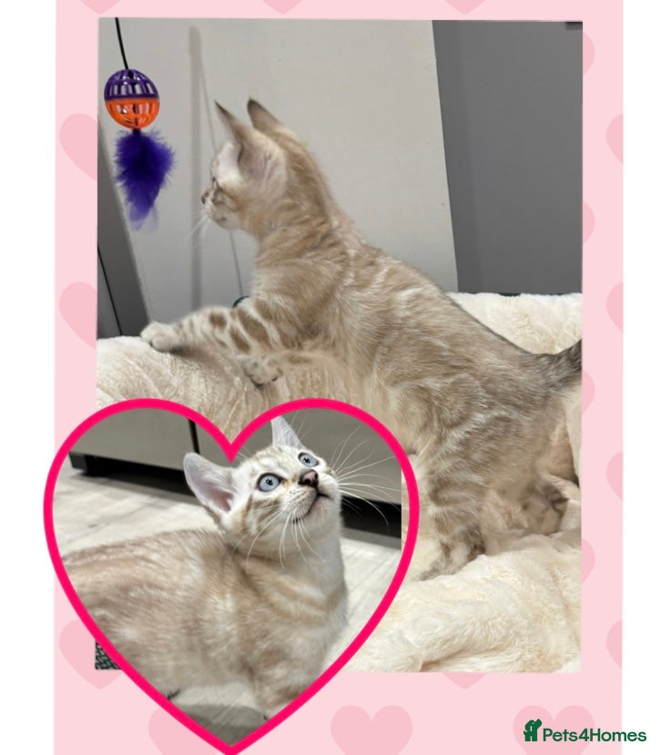 Bengal cats ⭐️5 star home required for our Bengal Snow Boy  - Advert 4