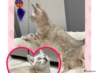 Bengal cats ⭐️5 star home required for our Bengal Snow Boy - Advert 4