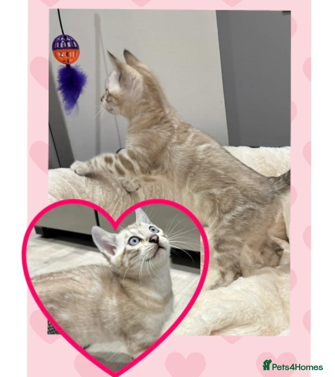 Bengal cats for sale: ⭐️5 star homes required for our beautiful bengals  - Advert 1