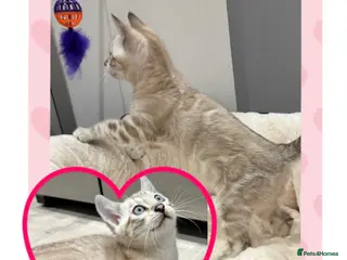 Bengal cats ⭐️5 star home required for our Bengal Snow Boy - Advert 18