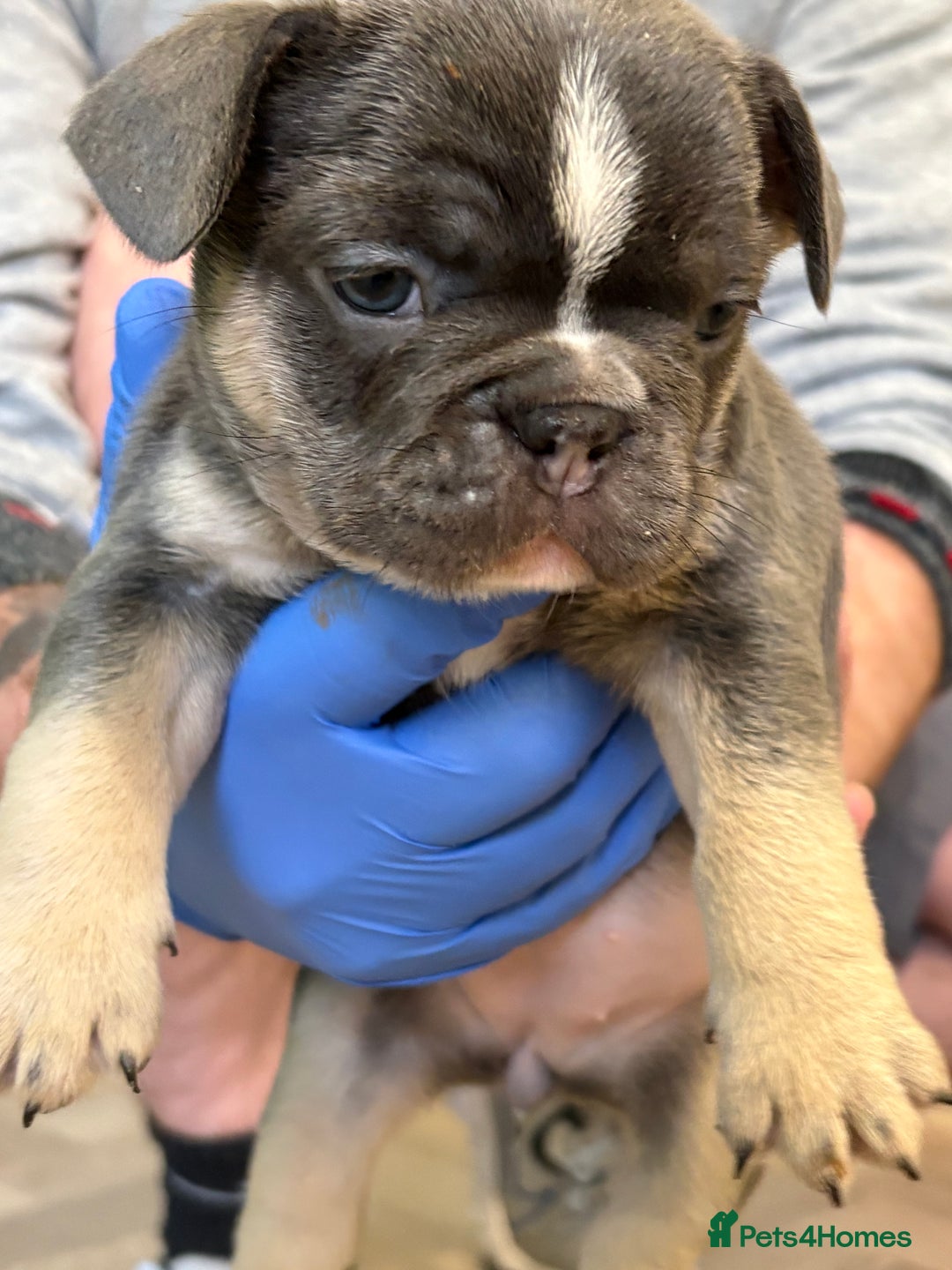 French Bulldog dogs for sale: Beautiful blue and tan French bulldogs  - Advert 6